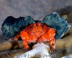 Crab using sponges for camoflage, taken on a night dive a... by Nikki Van Veelen 